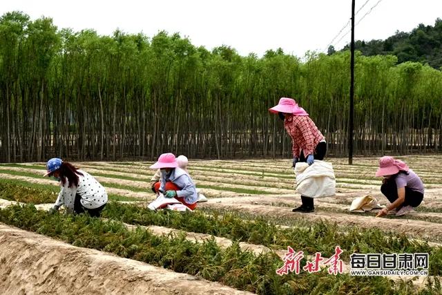 甘肃国有林场改革最新动态深度解析