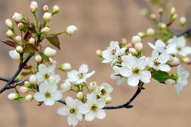 梨花属于什么生肖,准确资料解释落实_HDR71.842