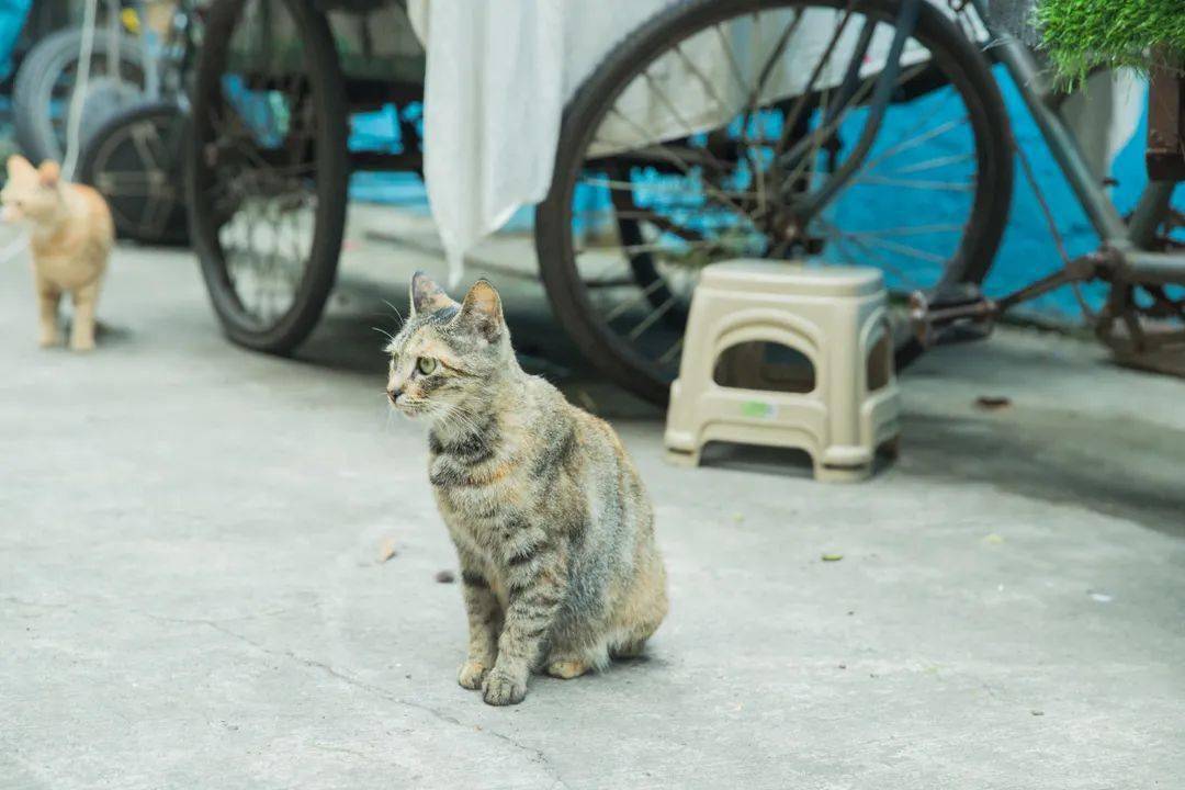 宝山东路街道最新天气预报