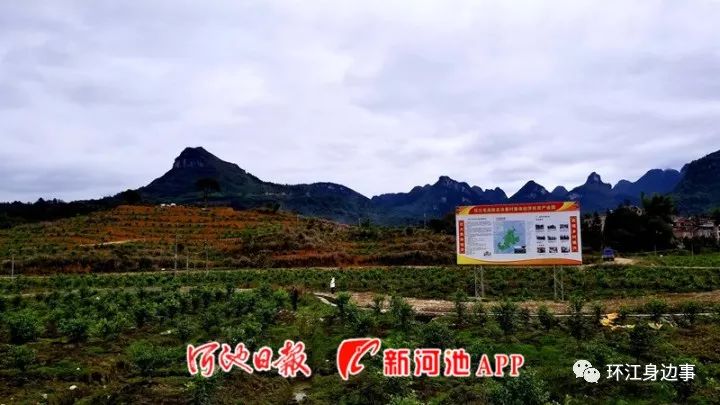 塘果村最新新闻报道