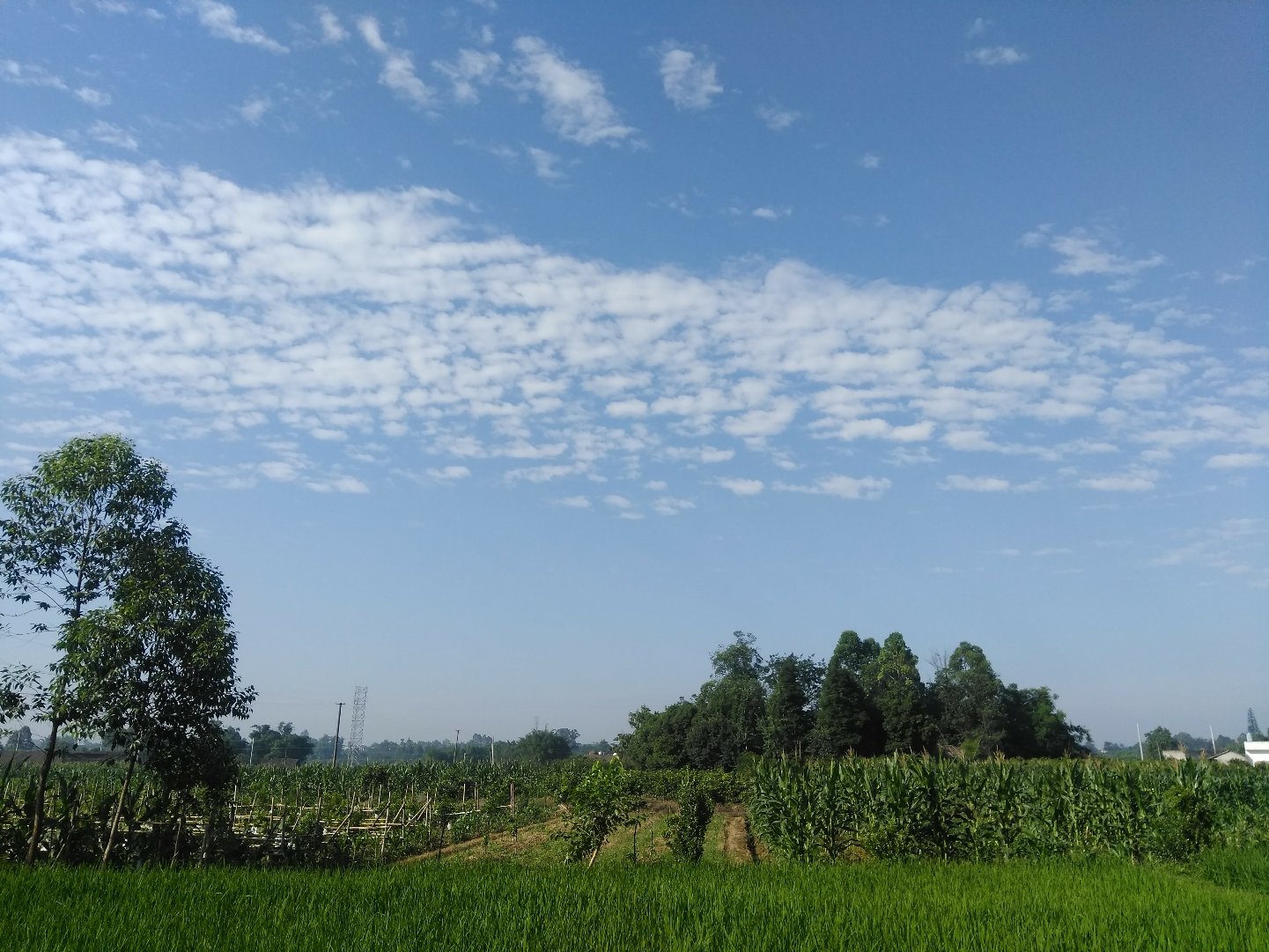 学村天气预报更新