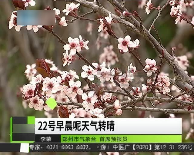 桃花盛开之际，天气预报与美丽绽放的完美结合