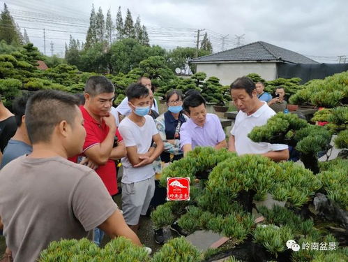 城南园艺场展现生态繁荣与科技创新新貌，最新新闻报道揭秘崭新面貌的蜕变之路。