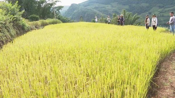 格拉村的新领导，引领繁荣先锋，村庄未来可期